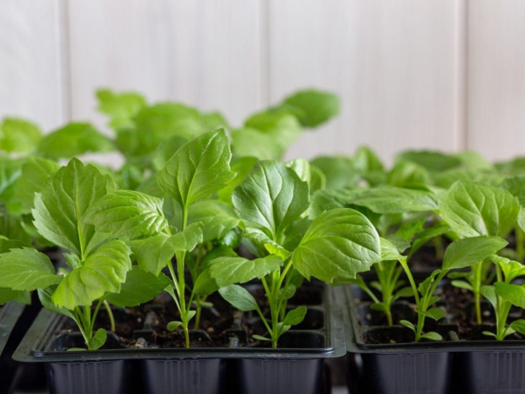 How to Grow Vibrant Asters from Seeds - A Complete Guide