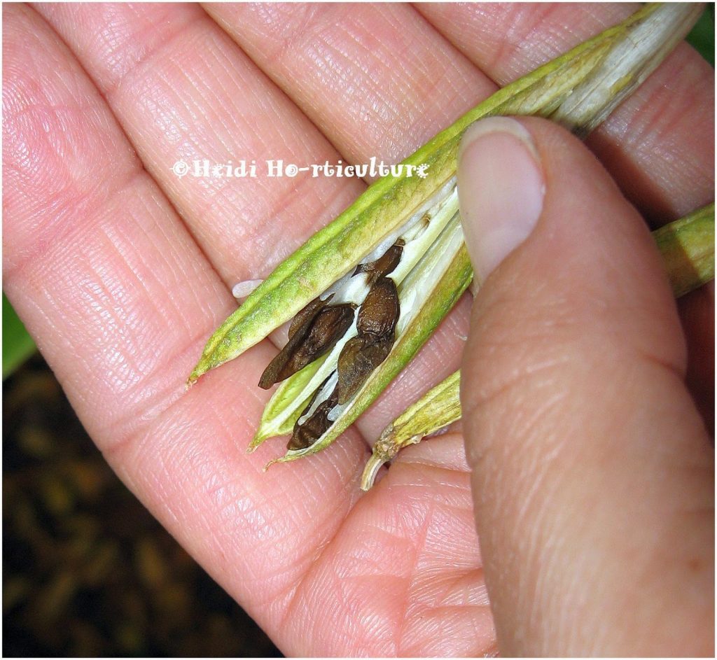 Can You Plant Hosta Seeds Directly in the Ground? A Complete Guide