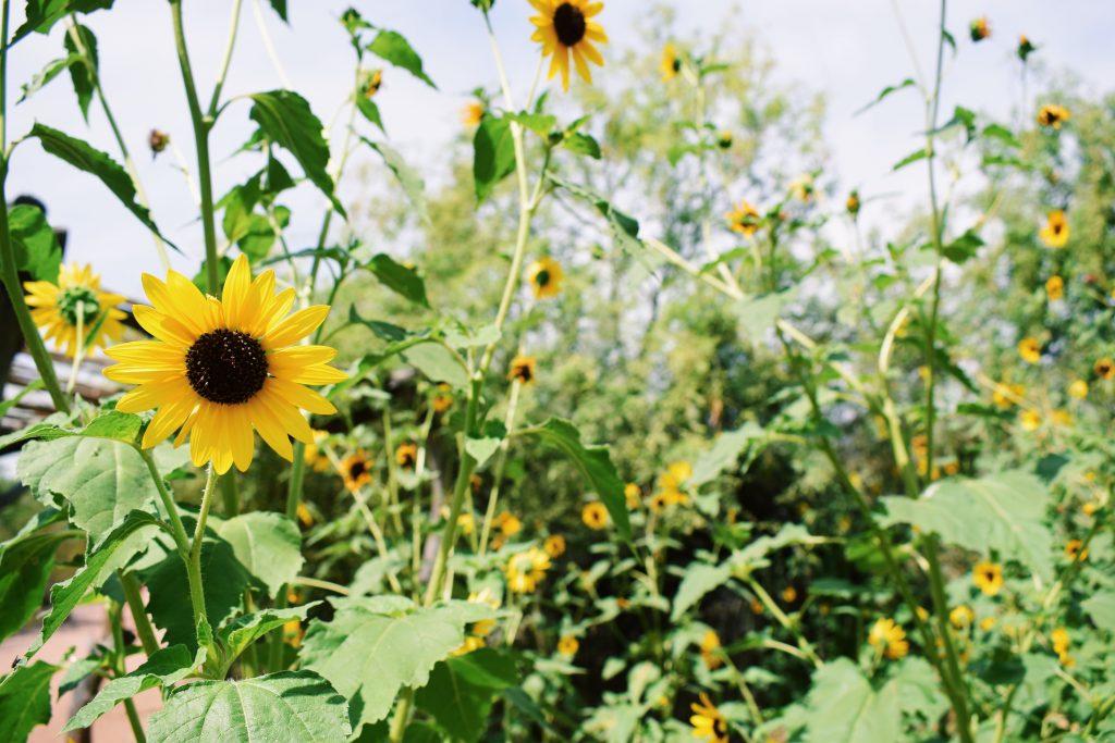 When to Plant Sunflowers in Arizona for a Colorful, Happy Garden