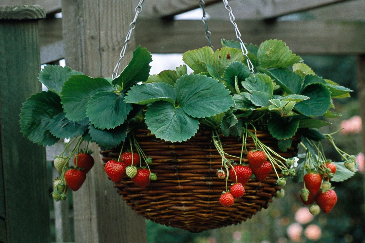 Growing Strawberry Plants in Hanging Baskets: A Complete Guide