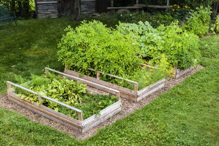 The Best Mulch for Raised Garden Beds Pros, Cons, and Tips