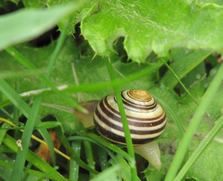 Oh No, Snails in My Garden Beds! 12 Tips to Remove and Prevent These ...