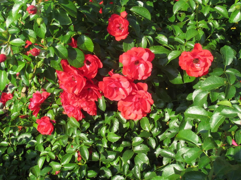 Do Roses Bloom in November? How Late in the Year Can You Expect Roses