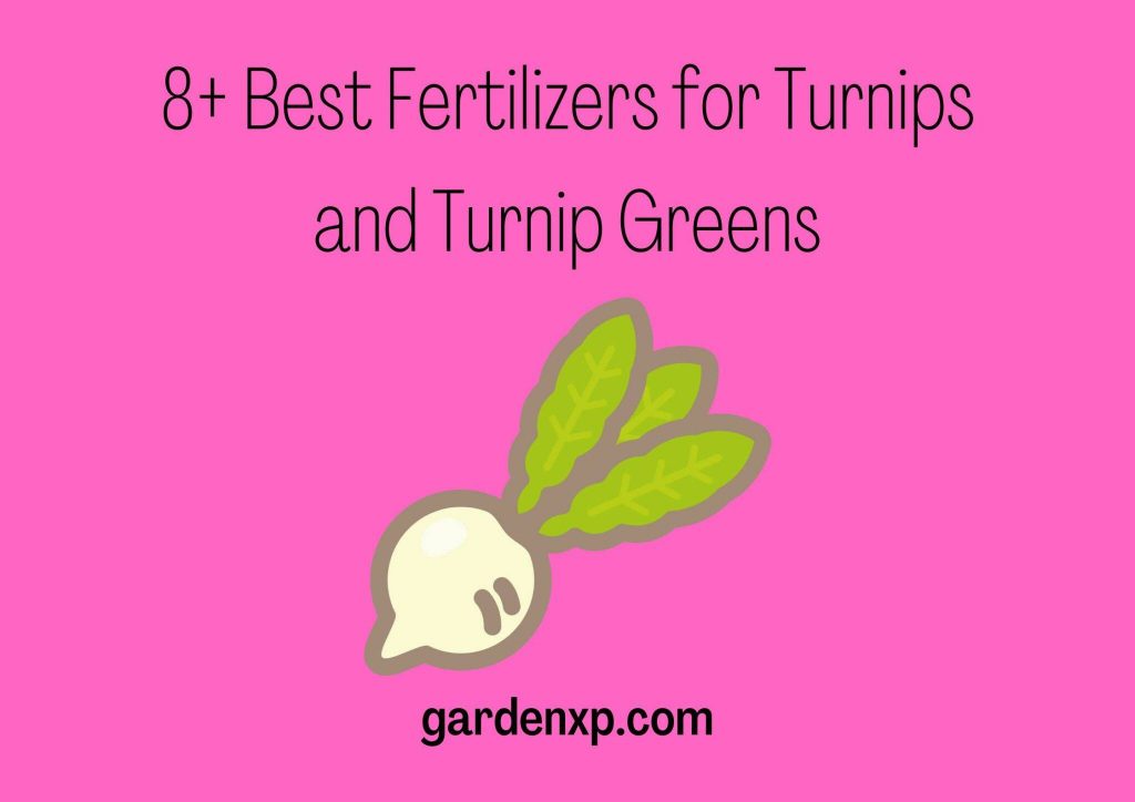 Best Fertilizer for Turnip Greens Optimize Growth and Flavor