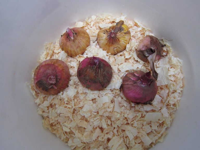 When Do You Dig Up Gladiolus Bulbs? A Guide to Proper Gladiolus Corm