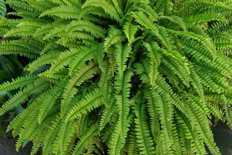 Caring for Ferns in the Winter: A Complete Guide