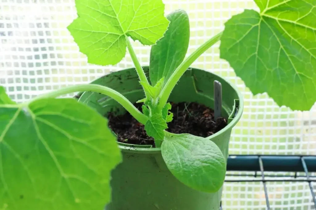 When to Plant Zucchini Indoors for a Successful Harvest