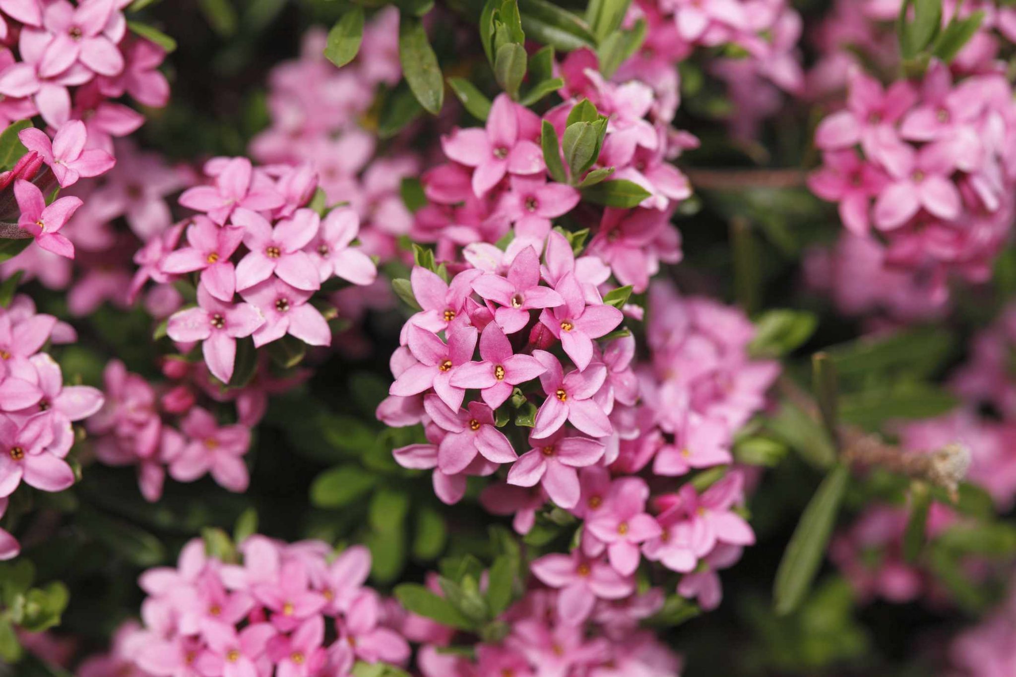 15 Eye Catching Shrubs With Small Pink Flowers