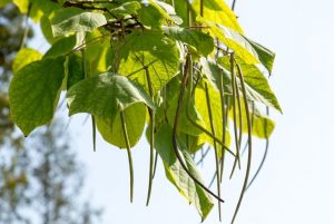 Can You Eat Catalpa Pods? Exploring the Edibility and Uses of Catalpa Fruit