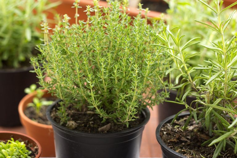 10 Best Herbs to Plant in Your Fall Garden