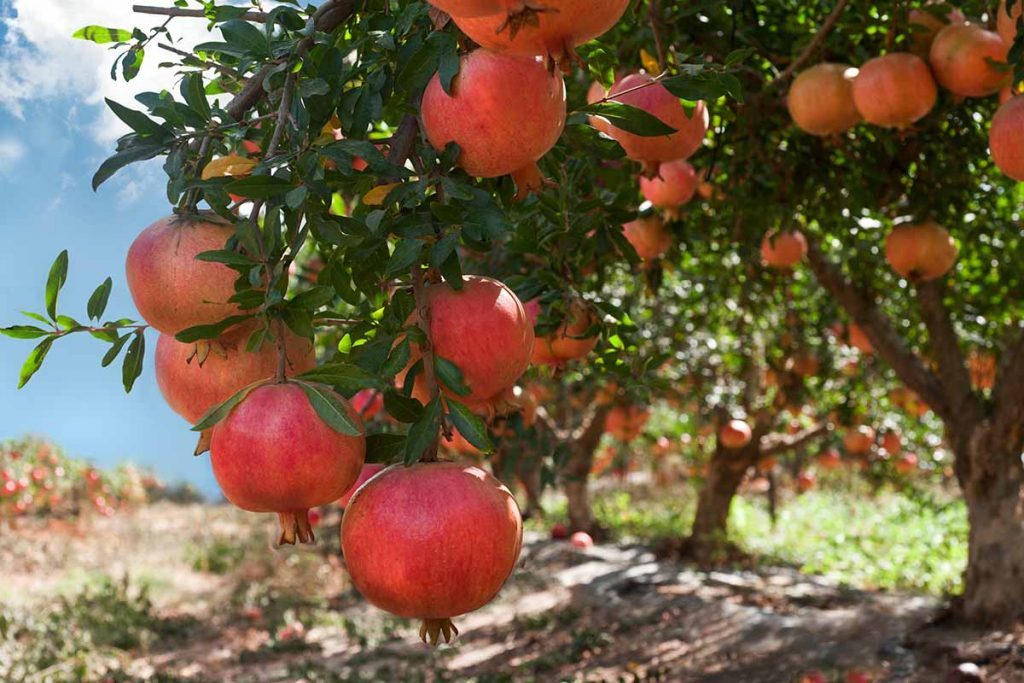 How Big Do Pomegranate Trees Get?