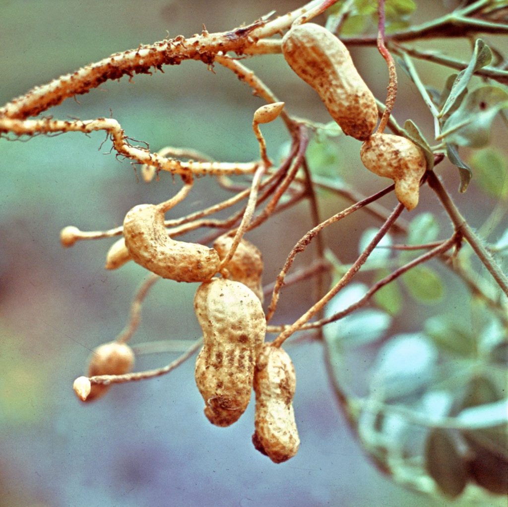 do-peanuts-grow-on-trees-a-look-at-how-these-legumes-grow