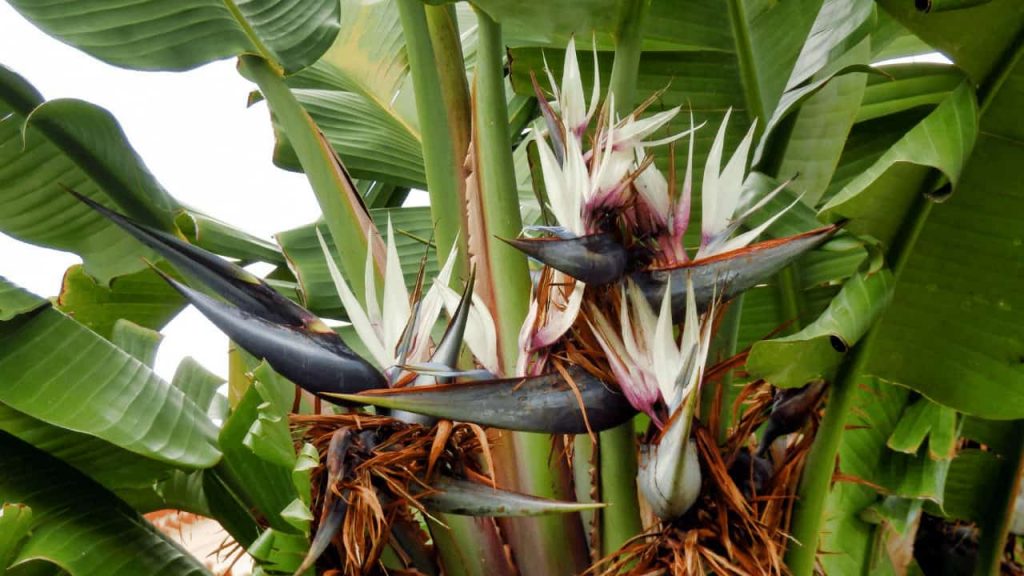 How To Care For Strelitzia Nicolai White Bird Of Paradise