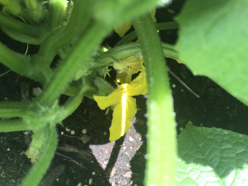 Growing Cucumbers That Don't Require Pollination