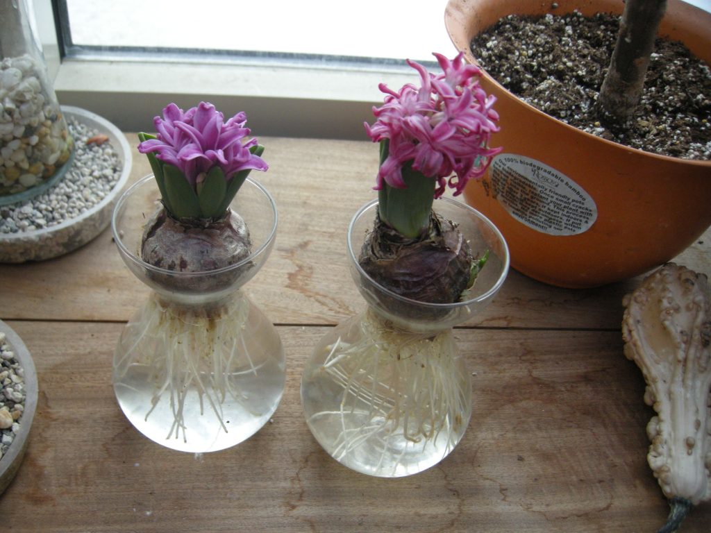 How to Force Hyacinth Bulbs into Early Bloom