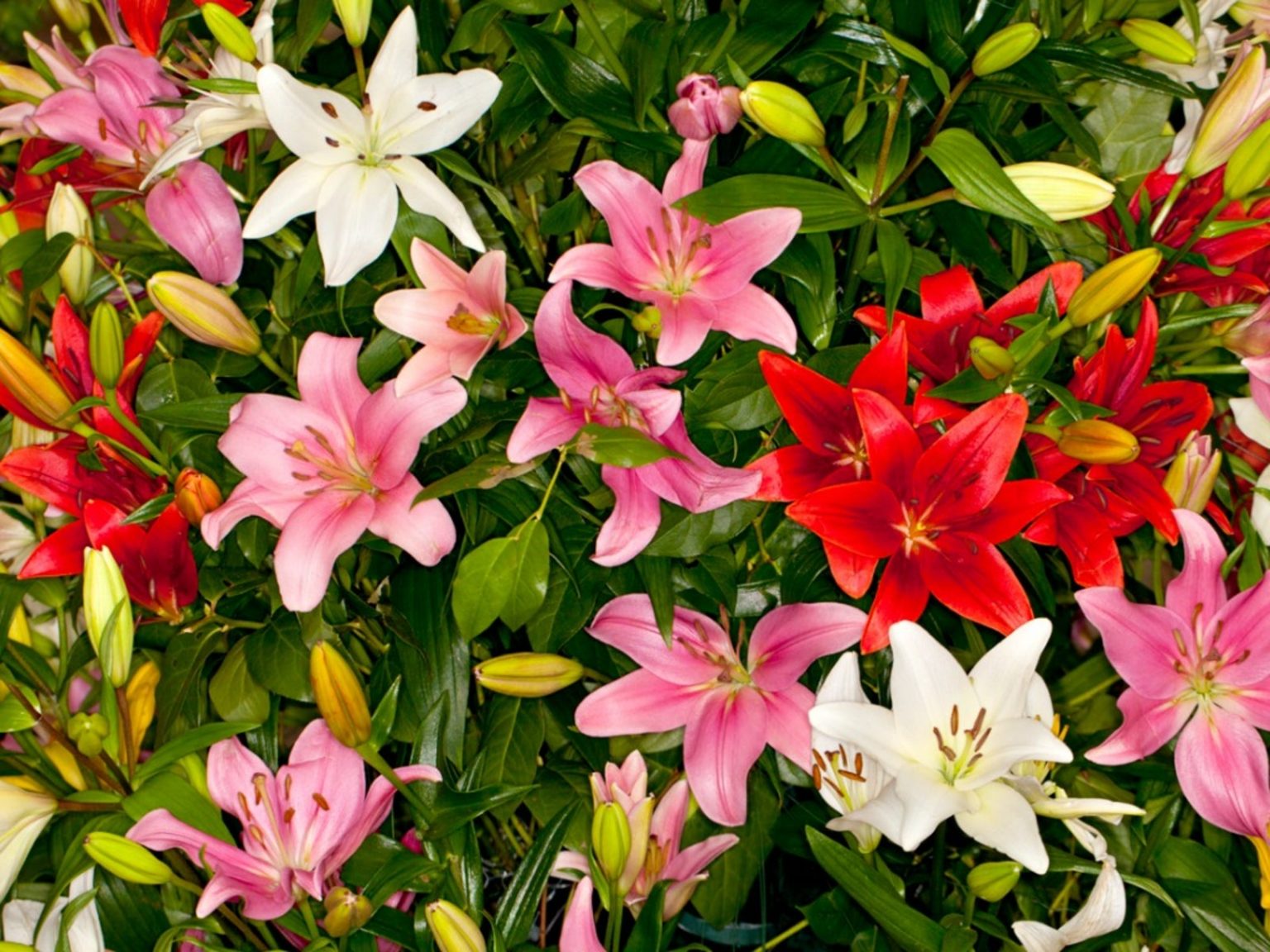 Complementing Asiatic Lilies The Best Companion Plants for your Garden