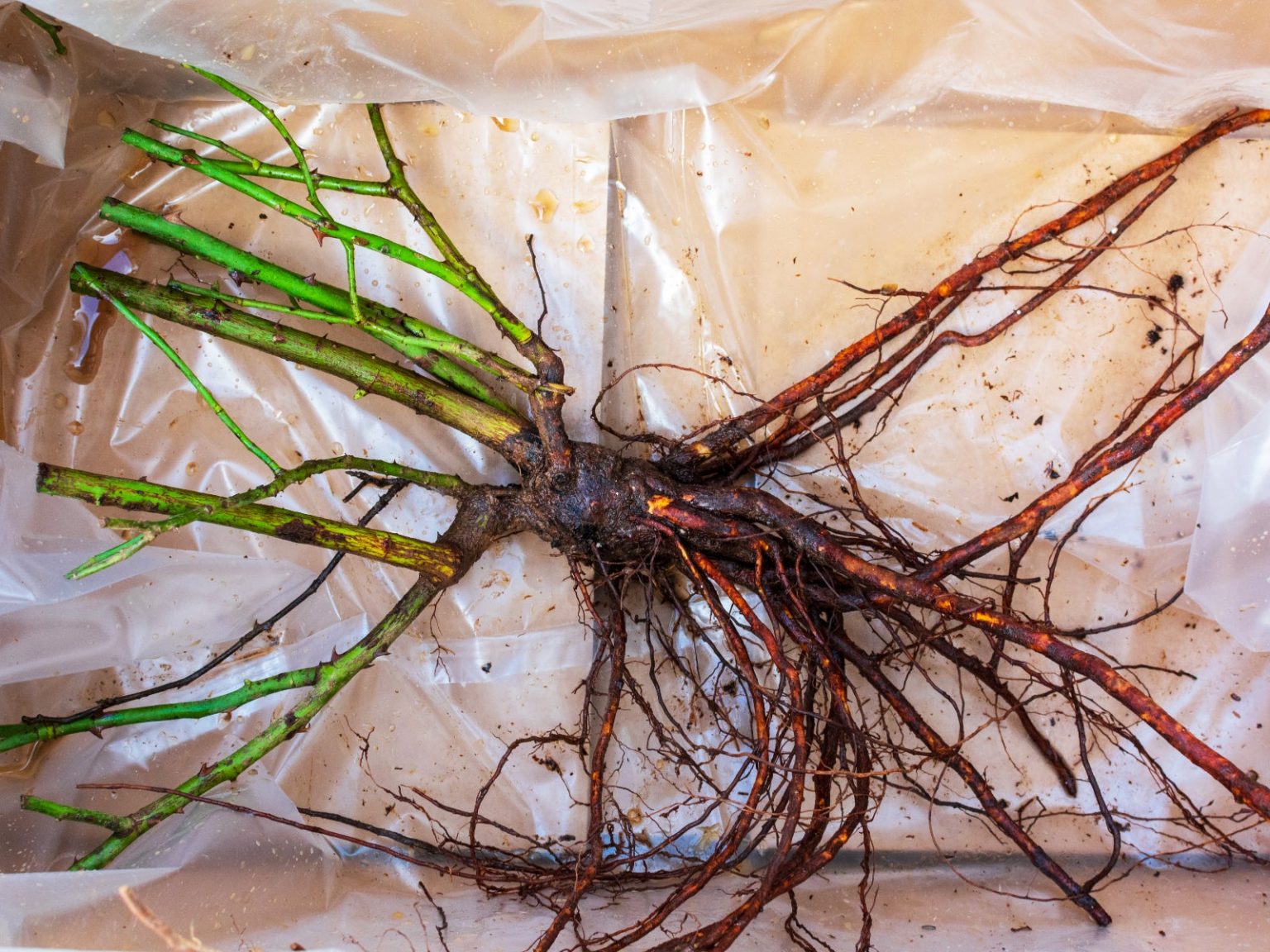 bare root rose not growing