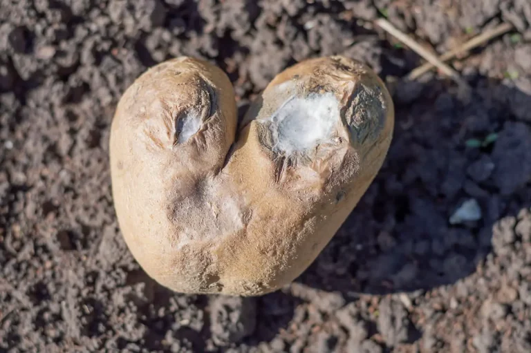 Can You Plant Moldy Potatoes? Safety Tips and What to Look For