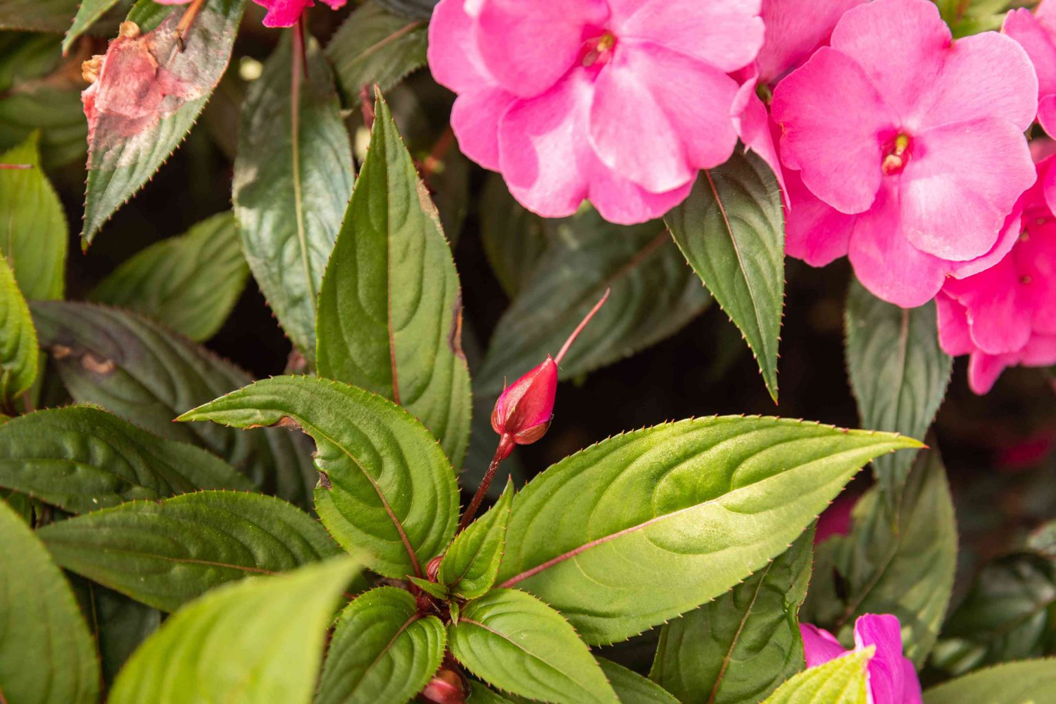Growing Vibrant New Guinea Impatiens Within the Optimal Temperature Range