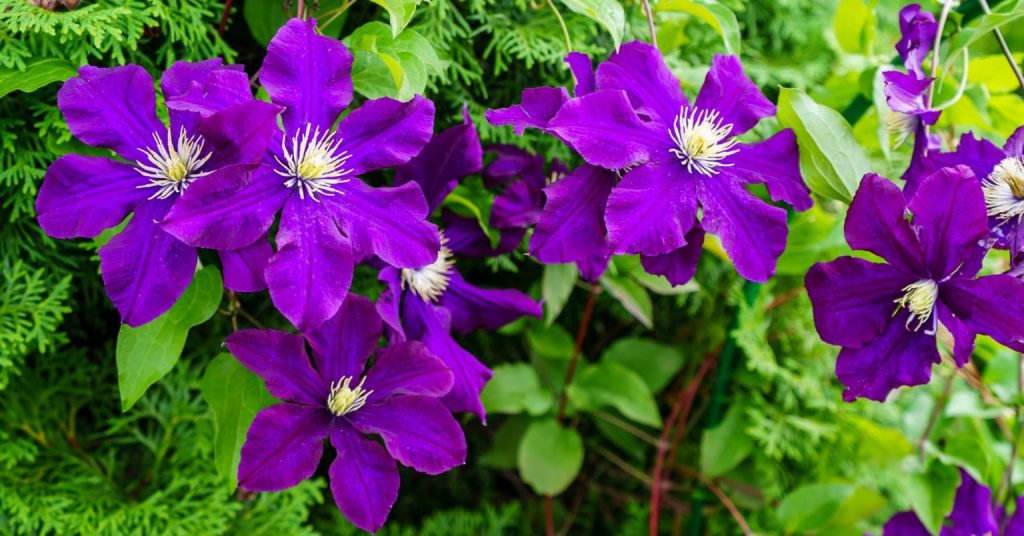 finding-and-buying-clematis-vines-near-me