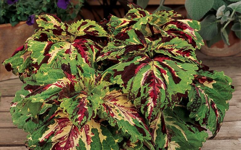 where to buy coleus plants