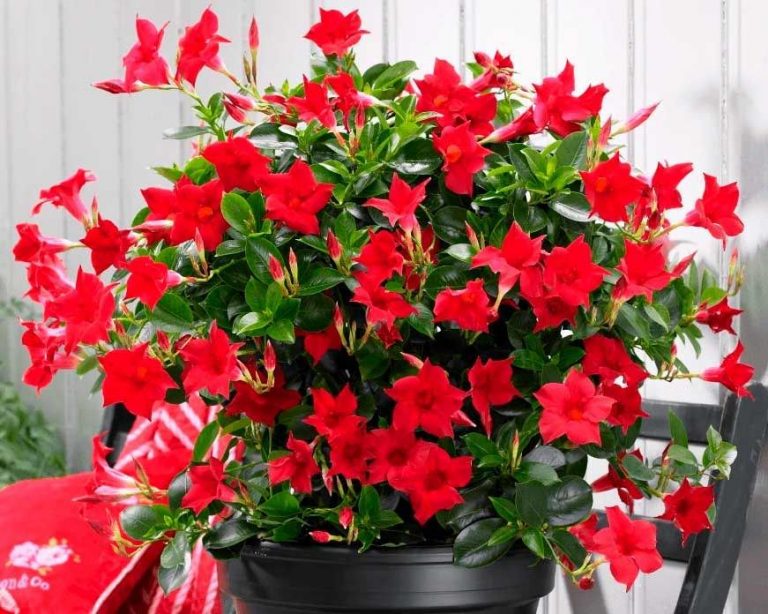 Encouraging Mandevilla to Bloom Tips for Maximizing Flowers