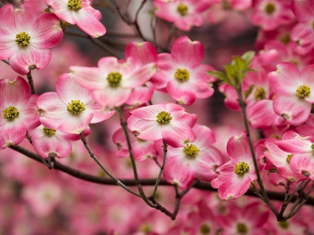 A StepbyStep Guide to Propagating Dogwood Trees from Cuttings