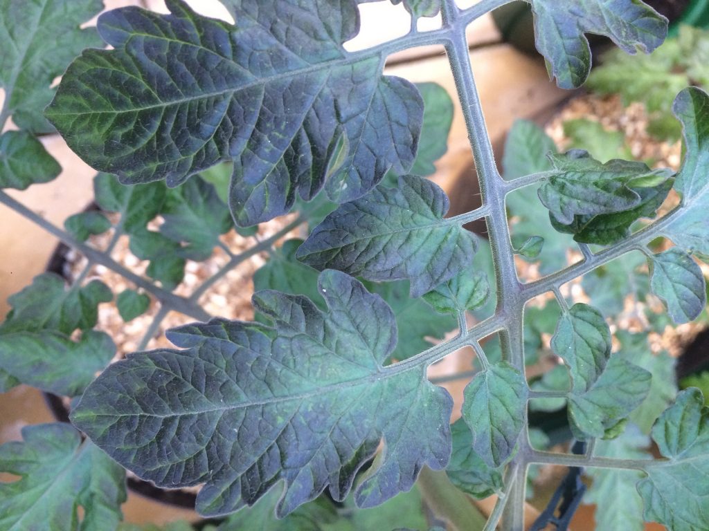 Tomato Leaf Edges Turning Black - Causes and Solutions