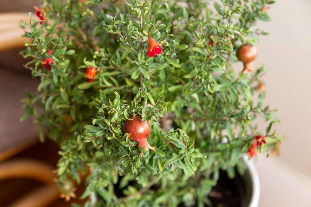 Growing Pomegranate Trees Indoors: A Complete Guide