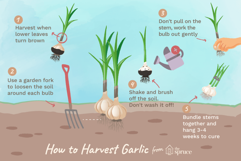 When is the Best Time to Harvest Garlic? Tips for Perfect Timing