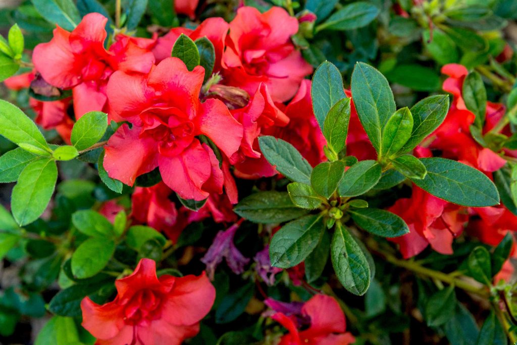 How Long Does Azalea Bloom Last? Tips to Extend Flowering
