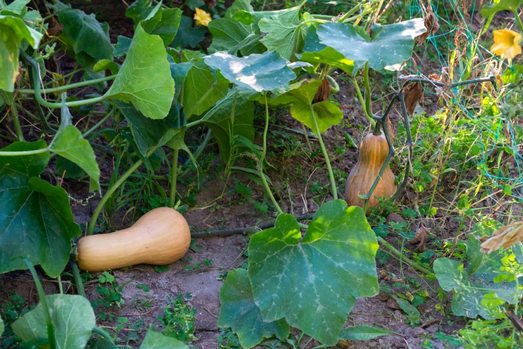 When Should I Harvest My Butternut Squash? Timing Tips for Maximum Ripeness