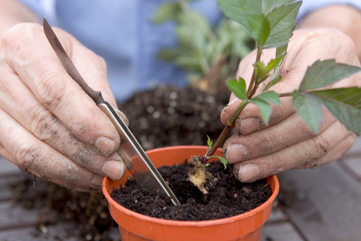 When is the Best Time to Plant Dahlia Seeds? A Guide to Starting ...