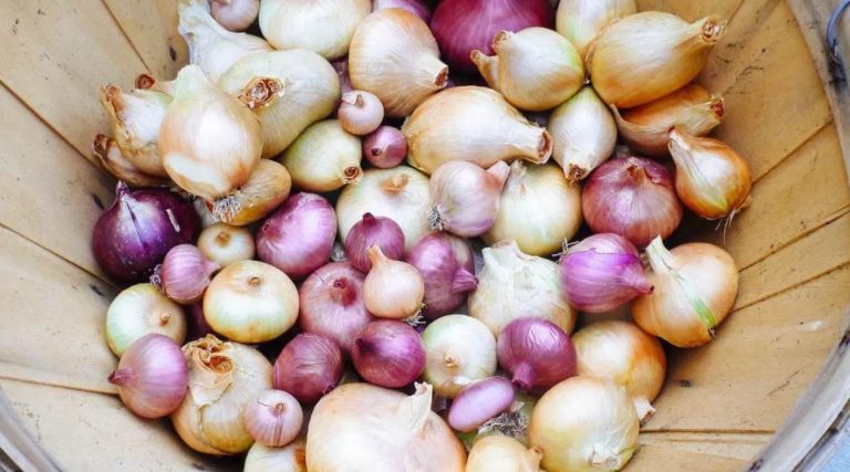 The Complete Guide to Properly Storing Onion Sets