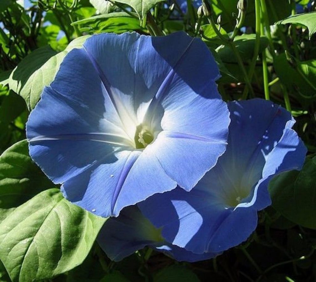 growing-gorgeous-blue-morning-glory-vines-in-your-garden