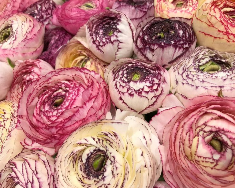 How to Plant Ranunculus Bulbs in Pots for Dazzling Spring Color