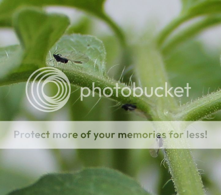Little Flies On Tomato Plants
