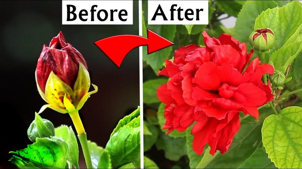 Why Are My Hibiscus Buds Falling Off? Troubleshooting Tips for Your