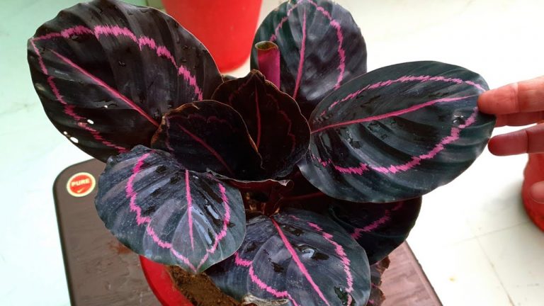 Is a Prayer Plant a Calathea? Clearing Up the Confusion Around These ...