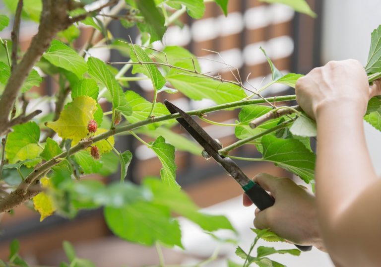 Timing is Everything: Determining the Best Season to Prune Mulberry Trees