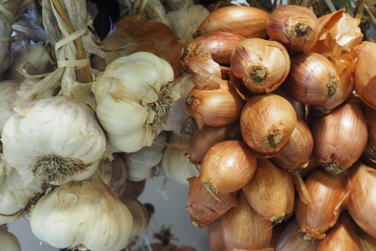 The Ultimate Guide to Knowing When to Plant Garlic and Onions