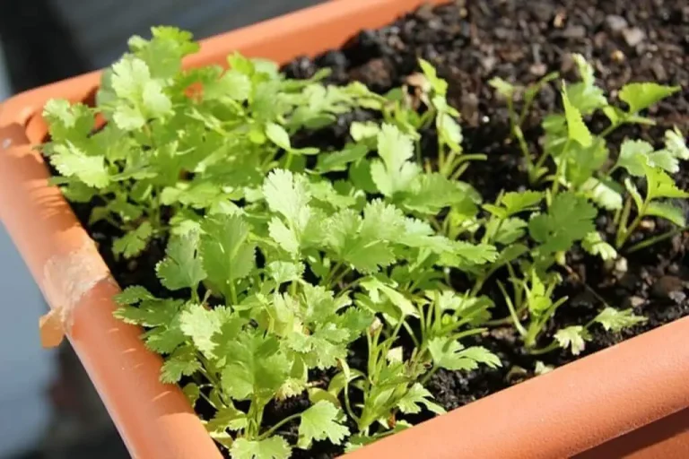 The Best Companion Plants for Parsley Maximizing Your Harvest