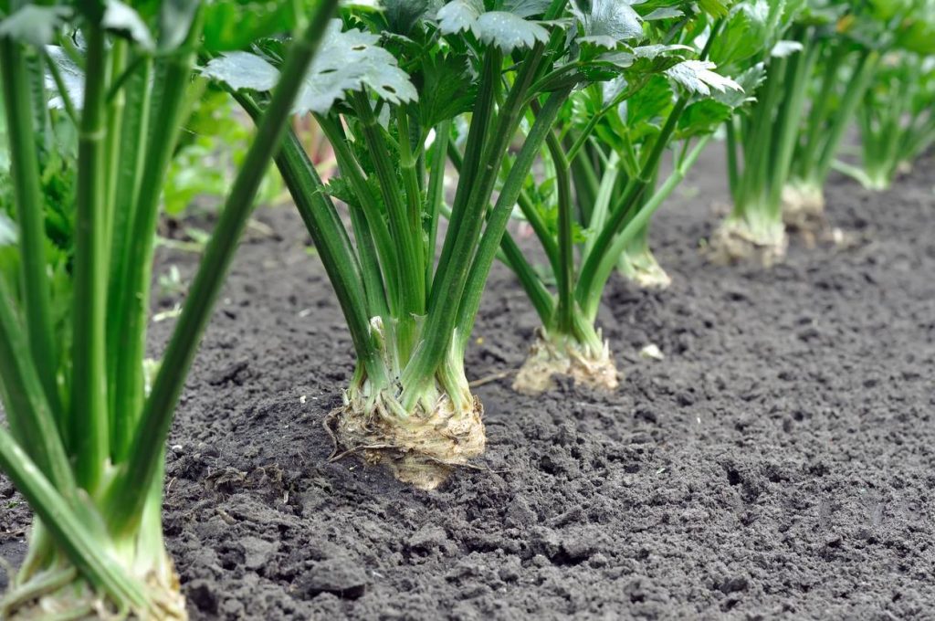 What Does a Parsnip Plant Look Like? A Complete Guide to Identifying ...