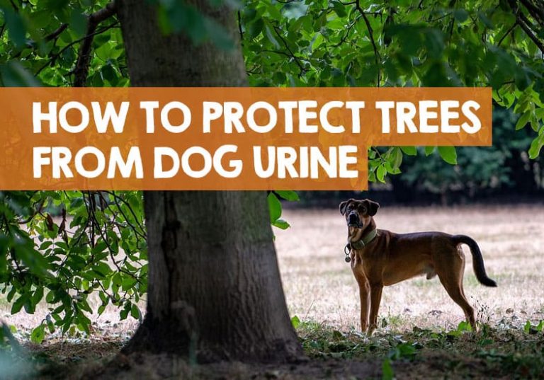 Does Dog Urine Really Kill Plants? Understanding the Impact and Solutions