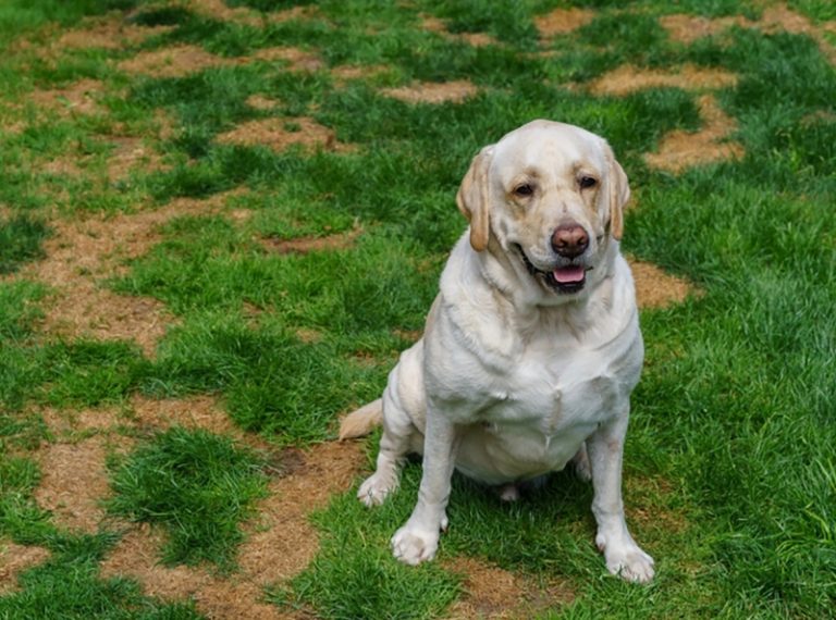 how-to-fix-those-annoying-dog-pee-spots-in-your-lawn