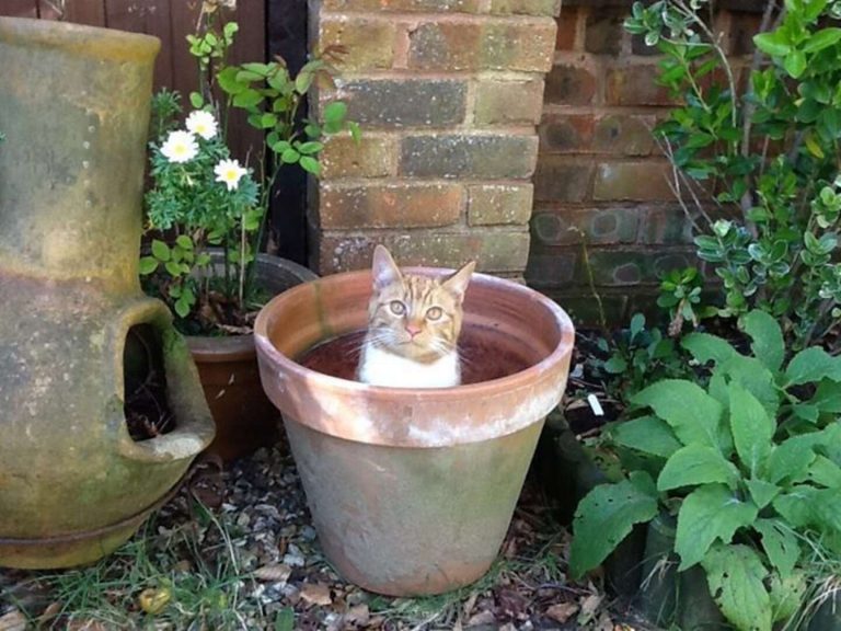 Plants That Look Like Cats: A Purrfect Addition to Any Garden