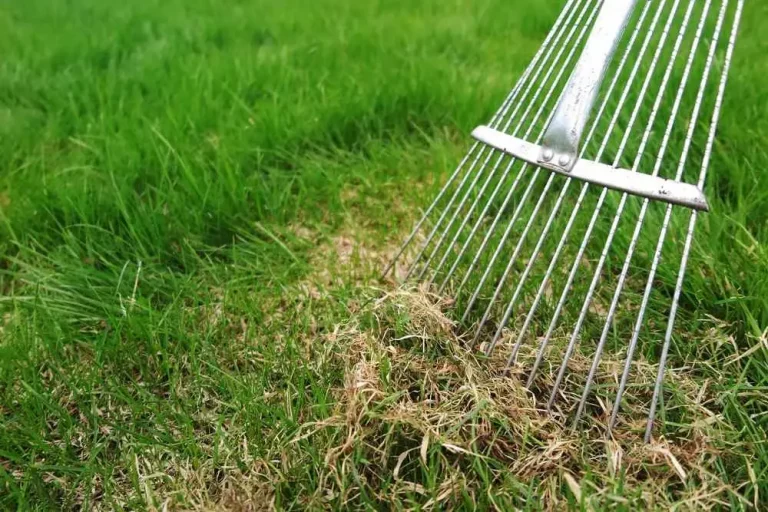 Should I Scarify or Dethatch My Lawn? When to Use Each Method