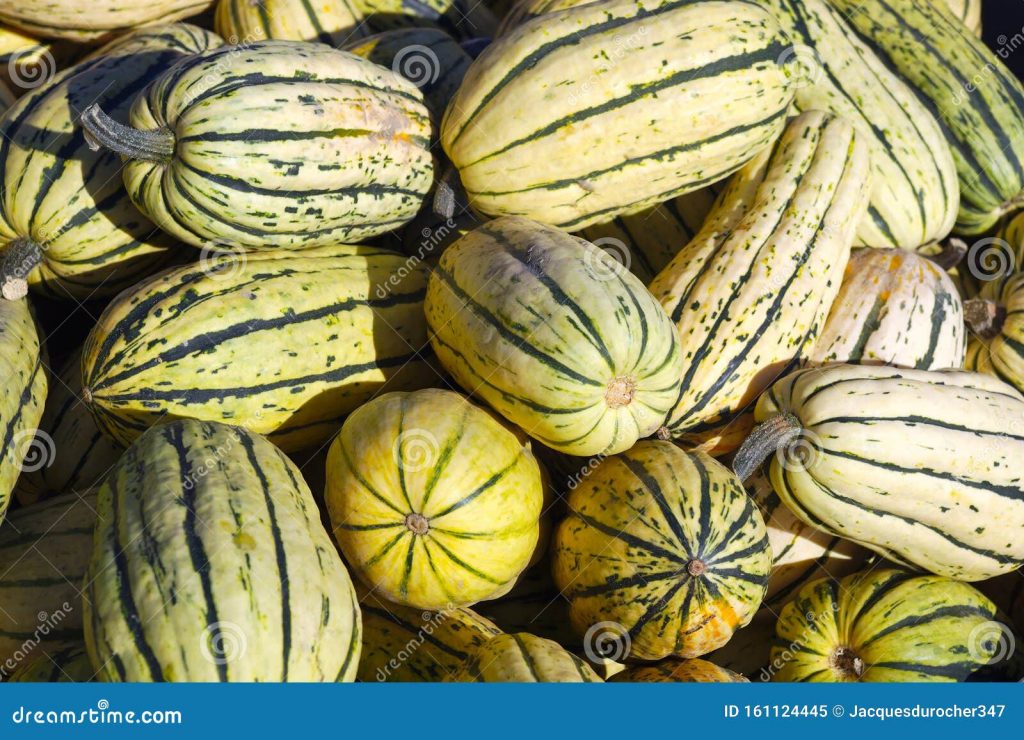 The Unique Green Striped Cushaw Squash: A Delicious and Decorative ...