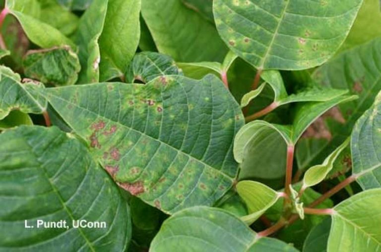 Demystifying Dark Spots on Poinsettia Leaves