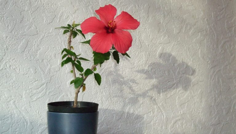 How to Grow a Gorgeous Hibiscus Plant in a Pot